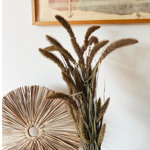 Setaria Fleurs Séchées Naturelles