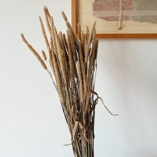 Phleum Pratensis Fleurs séchées