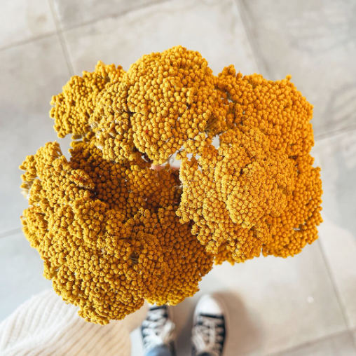 Achillea Parker Fleurs séchées jaunes