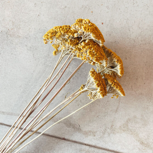 Achillea Parker Fleurs séchées jaunes